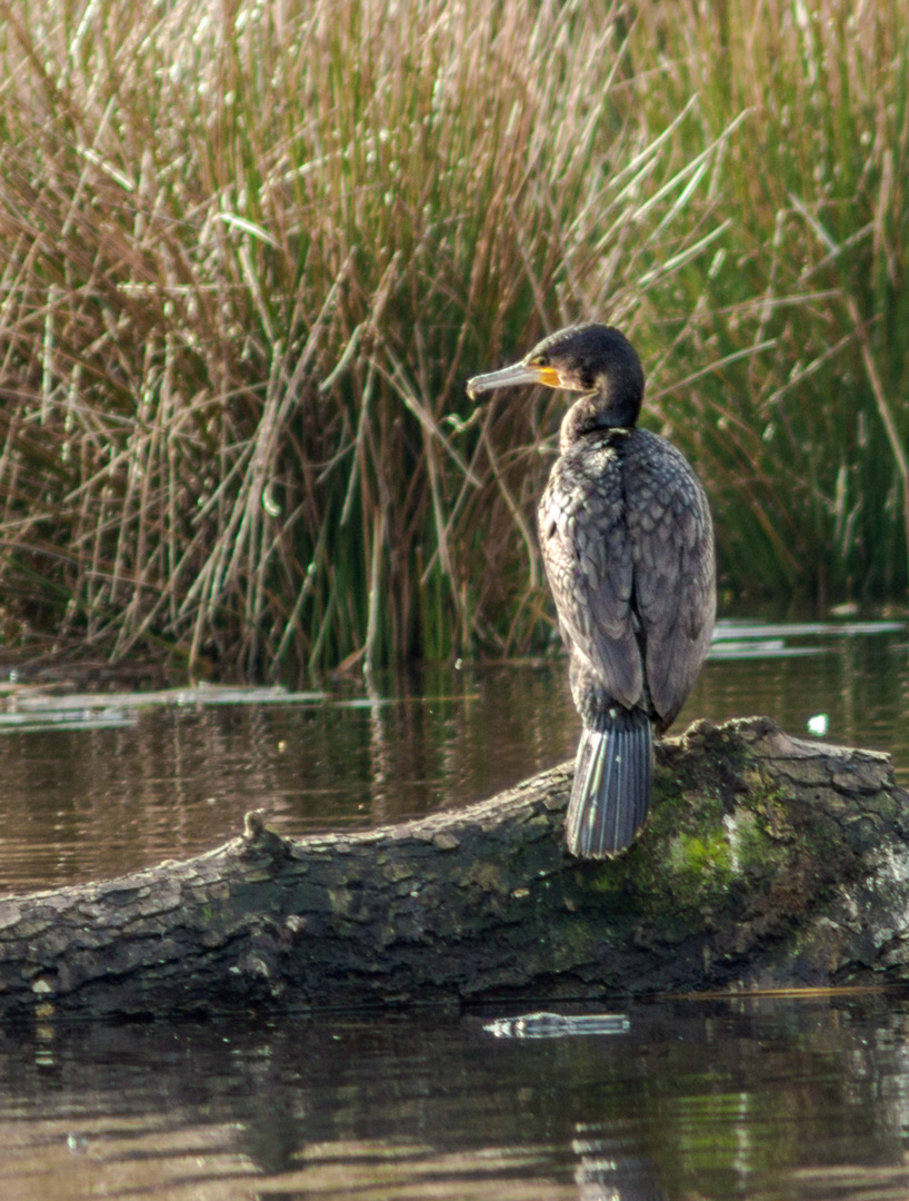 Kormoran (Phalacrocorax carbo), Nettetal