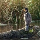 Kormoran (Phalacrocorax carbo), Nettetal