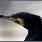 Kormoran (Phalacrocorax carbo) Porträt