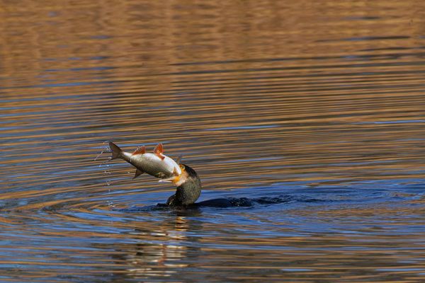Kormoran (Phalacrocorax carbo) - Verschätzt