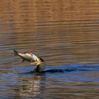 Kormoran (Phalacrocorax carbo) - Verschätzt