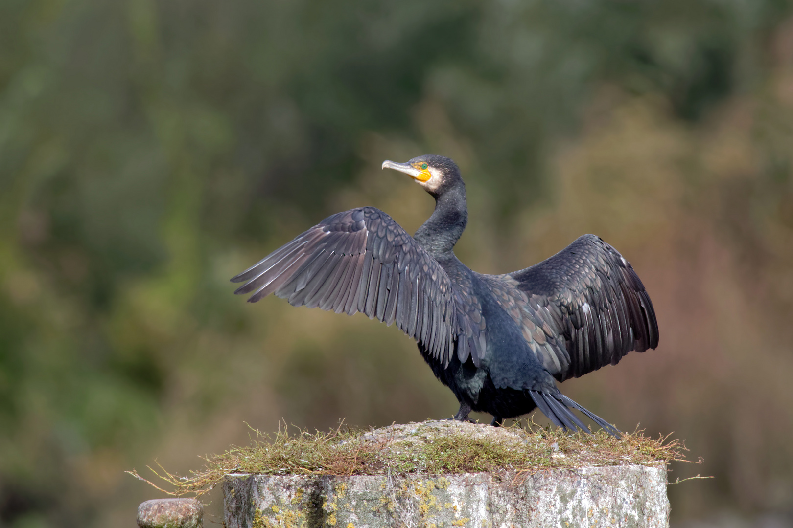 Kormoran  (Phalacrocorax carbo)an der Elbe