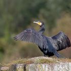 Kormoran  (Phalacrocorax carbo)an der Elbe