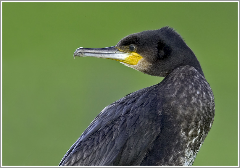 Kormoran (Phalacrorax carbo),Waagejot, Texel, Niederlande