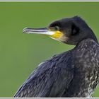 Kormoran (Phalacrorax carbo),Waagejot, Texel, Niederlande