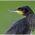 Kormoran (Phalacrorax carbo),Waagejot, Texel, Niederlande