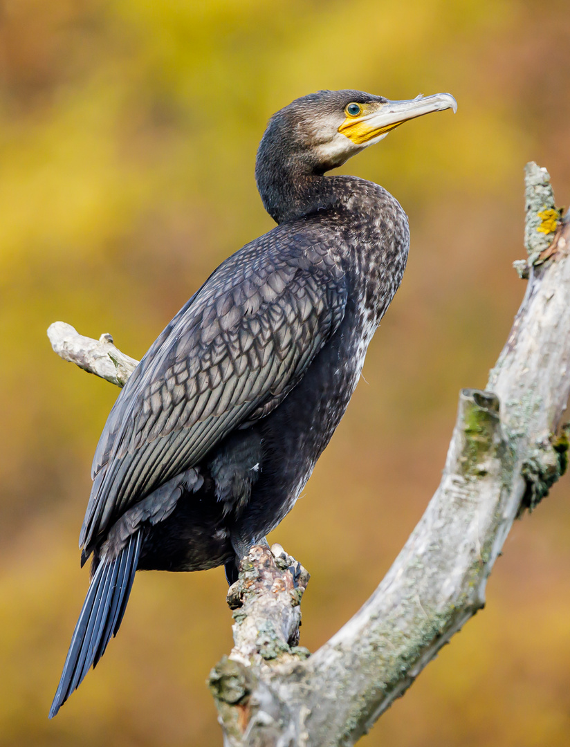 Kormoran (Phalcrocorax carbo) Jährlingsvogel