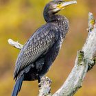 Kormoran (Phalcrocorax carbo) Jährlingsvogel