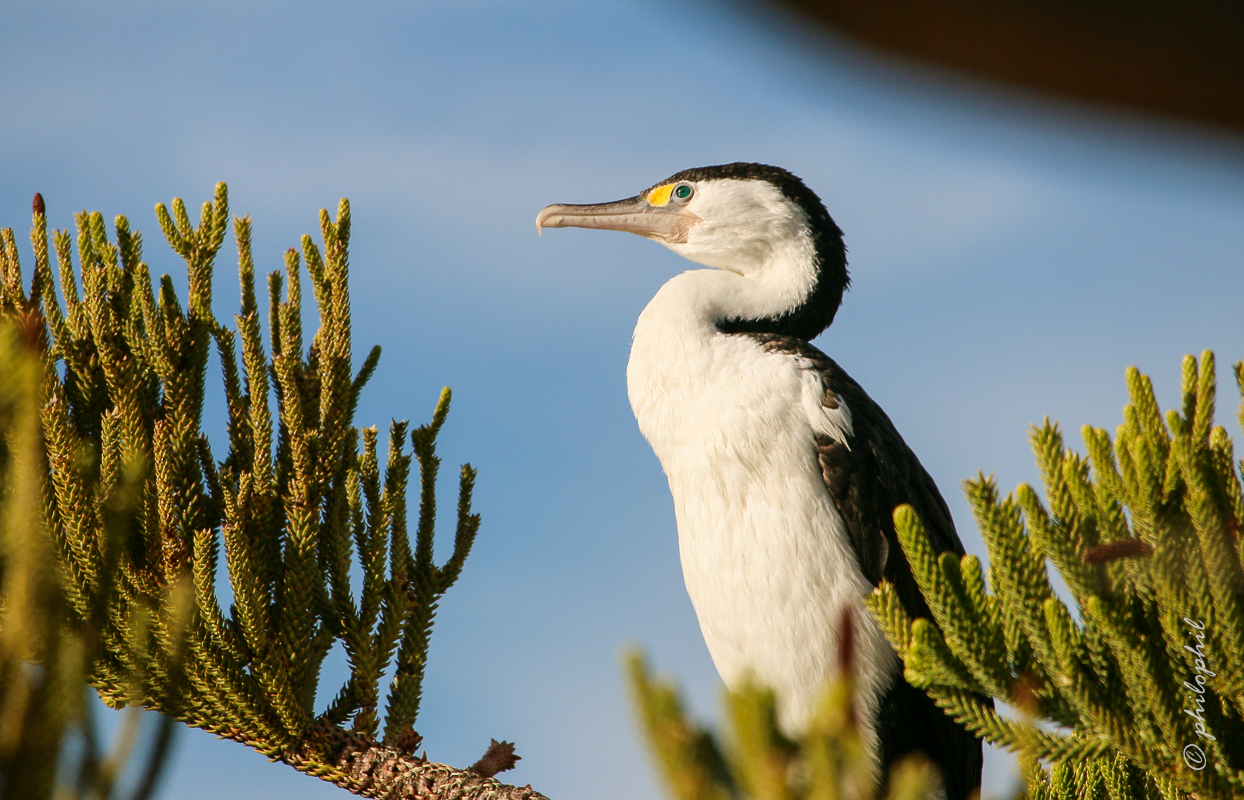 Kormoran - Pied Shag (NZ)