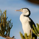 Kormoran - Pied Shag (NZ)