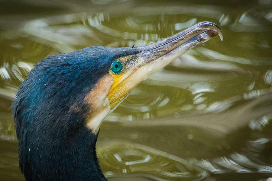 Kormoran Porträt