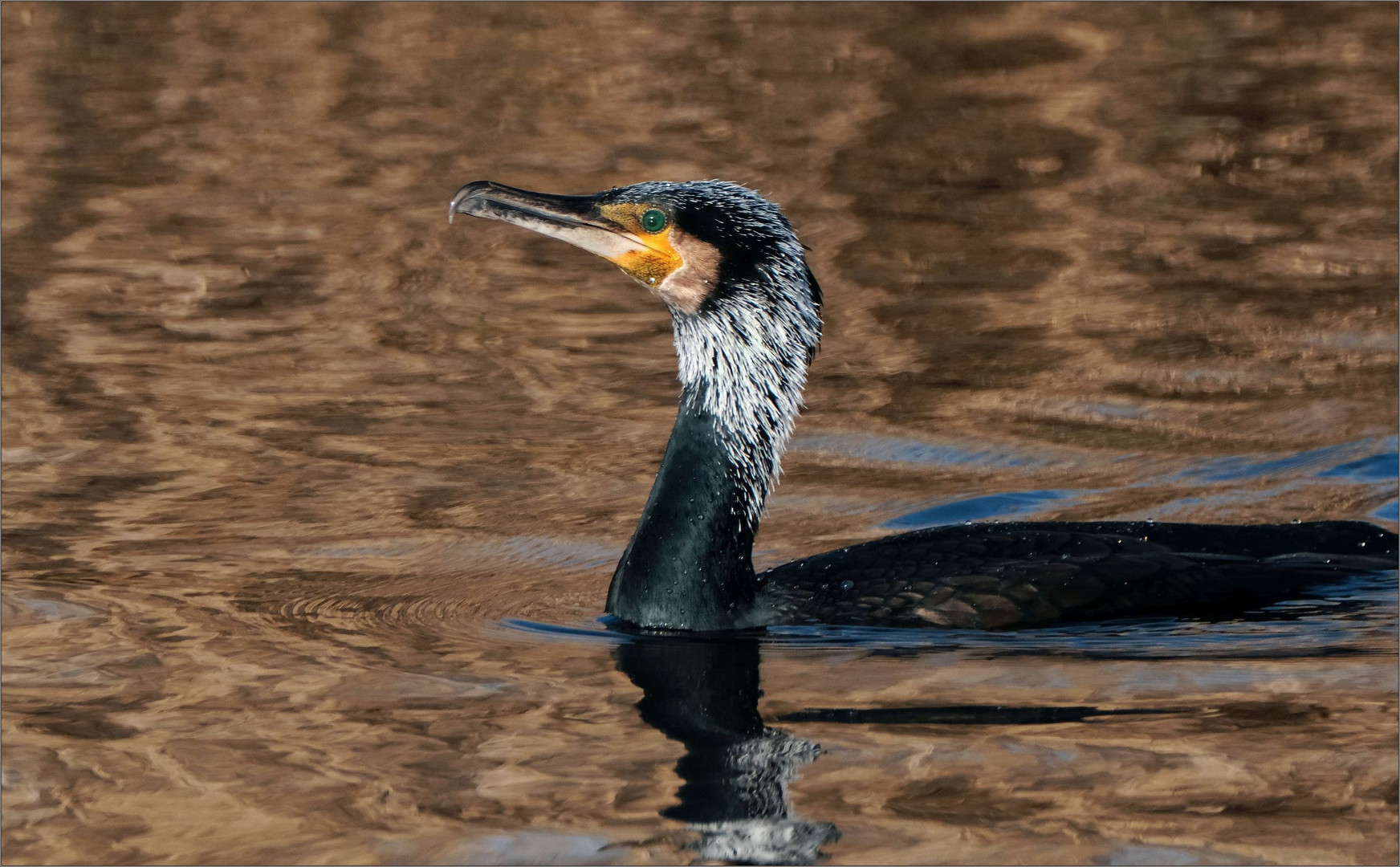 Kormoran-Porträt