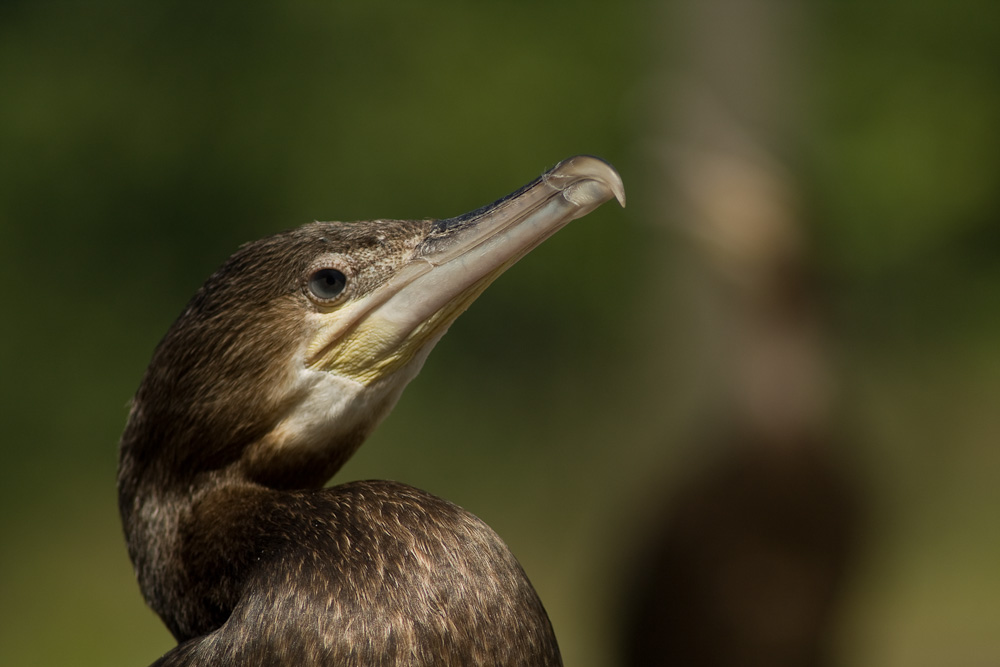 Kormoran-Porträt