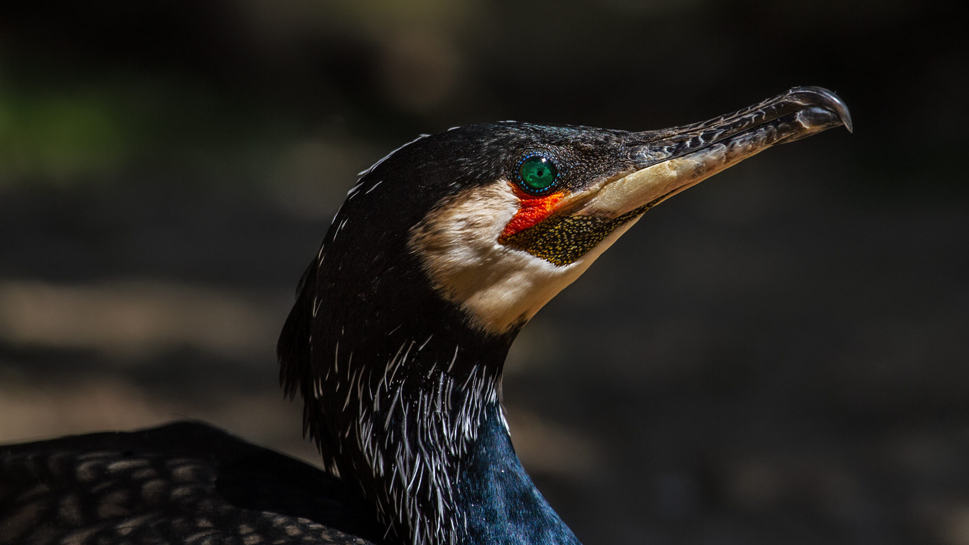 Kormoran Portrait 001