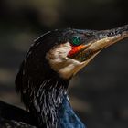 Kormoran Portrait 001