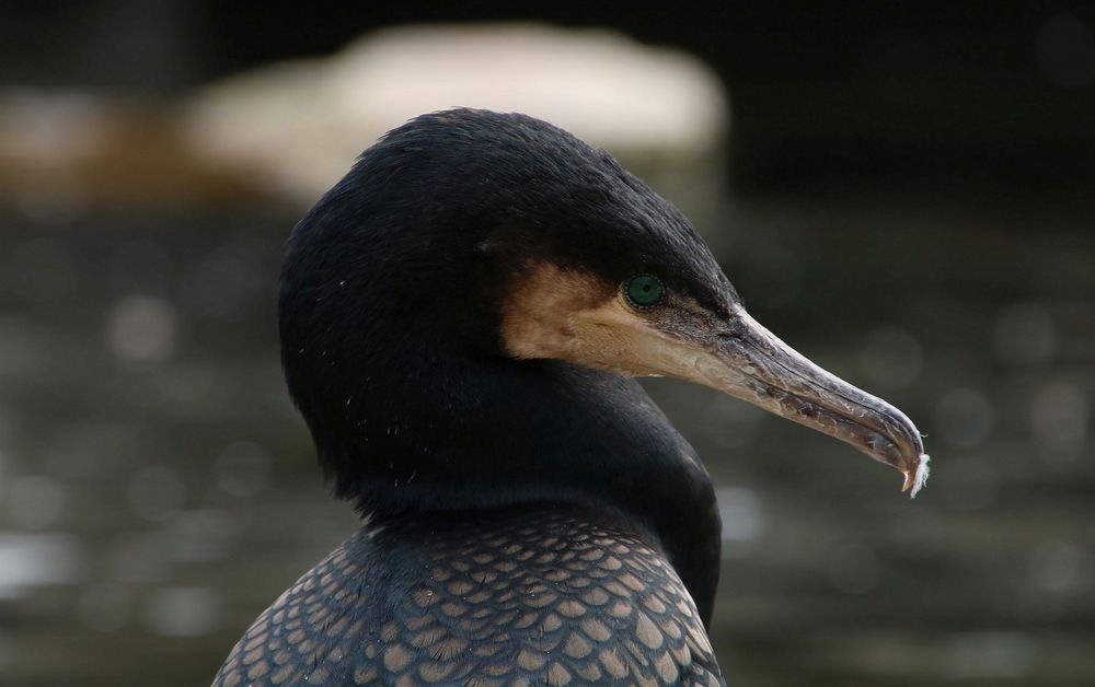 Kormoran Portrait