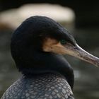 Kormoran Portrait