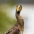 Kormoran Portrait 06102017