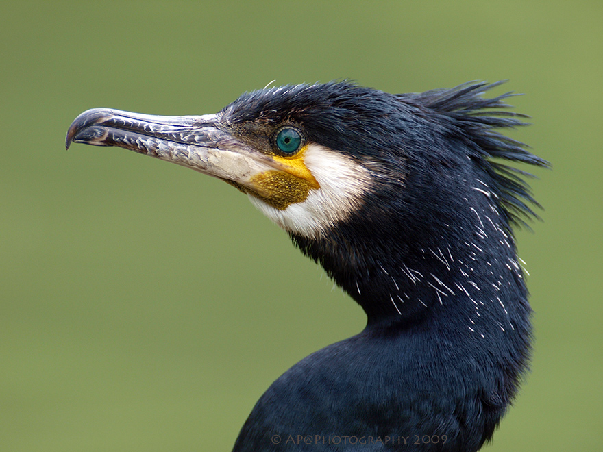 Kormoran-Portrait