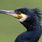 Kormoran-Portrait