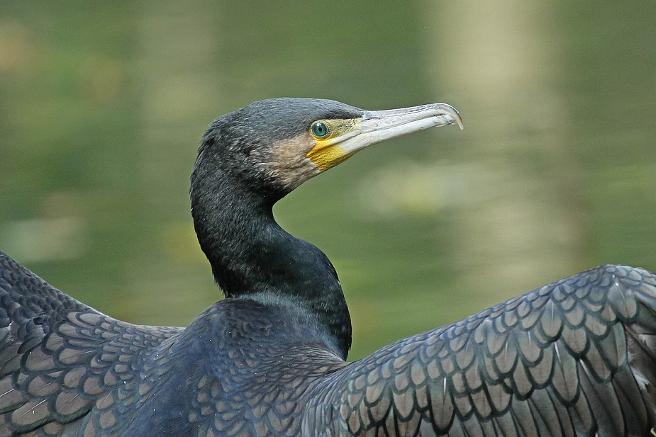 Kormoran Portrait