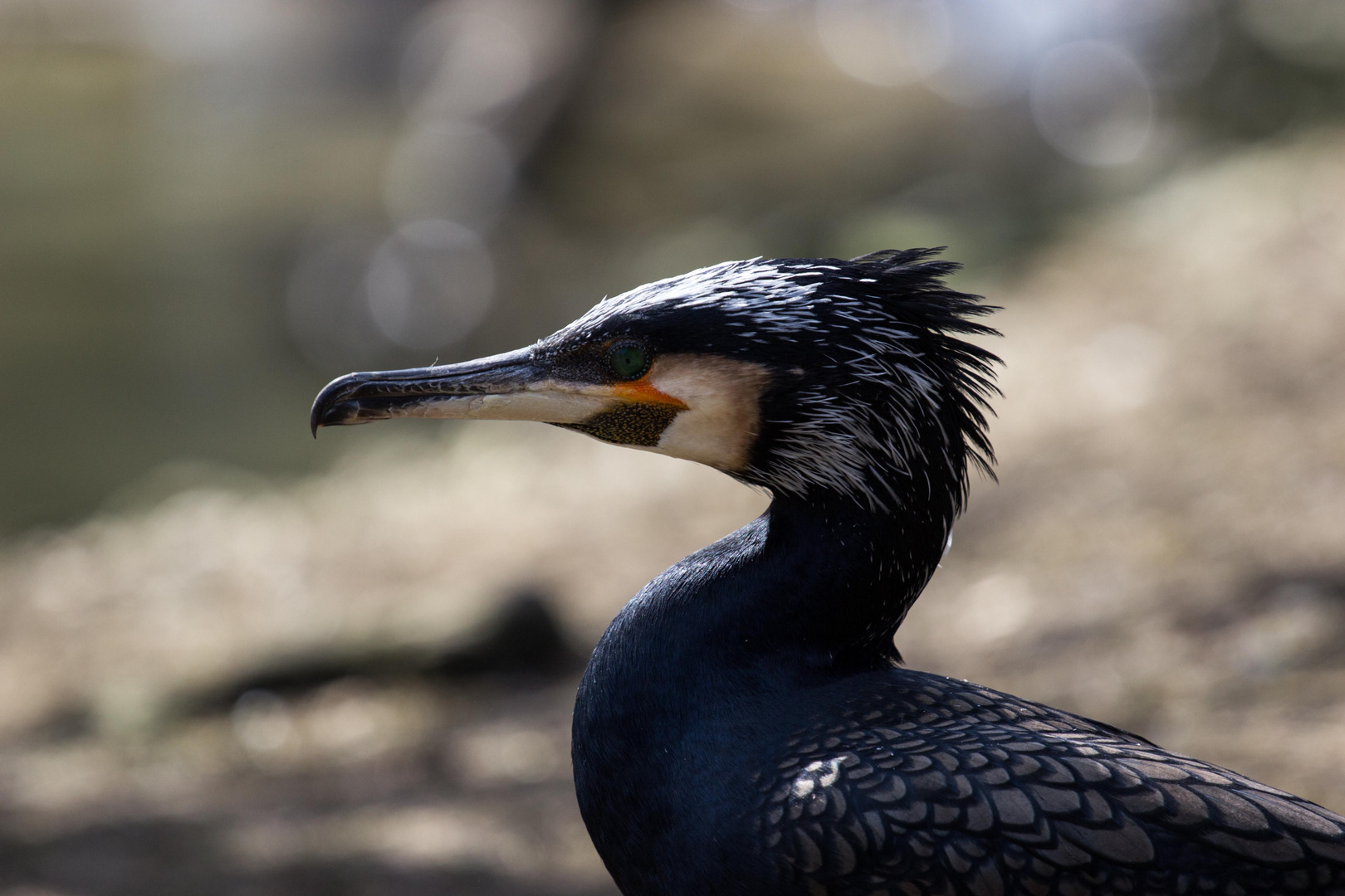 Kormoran Portrait