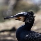 Kormoran Portrait