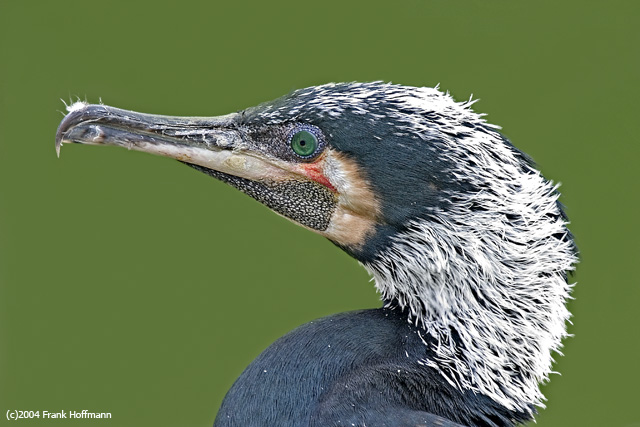 Kormoran Portrait