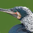 Kormoran Portrait