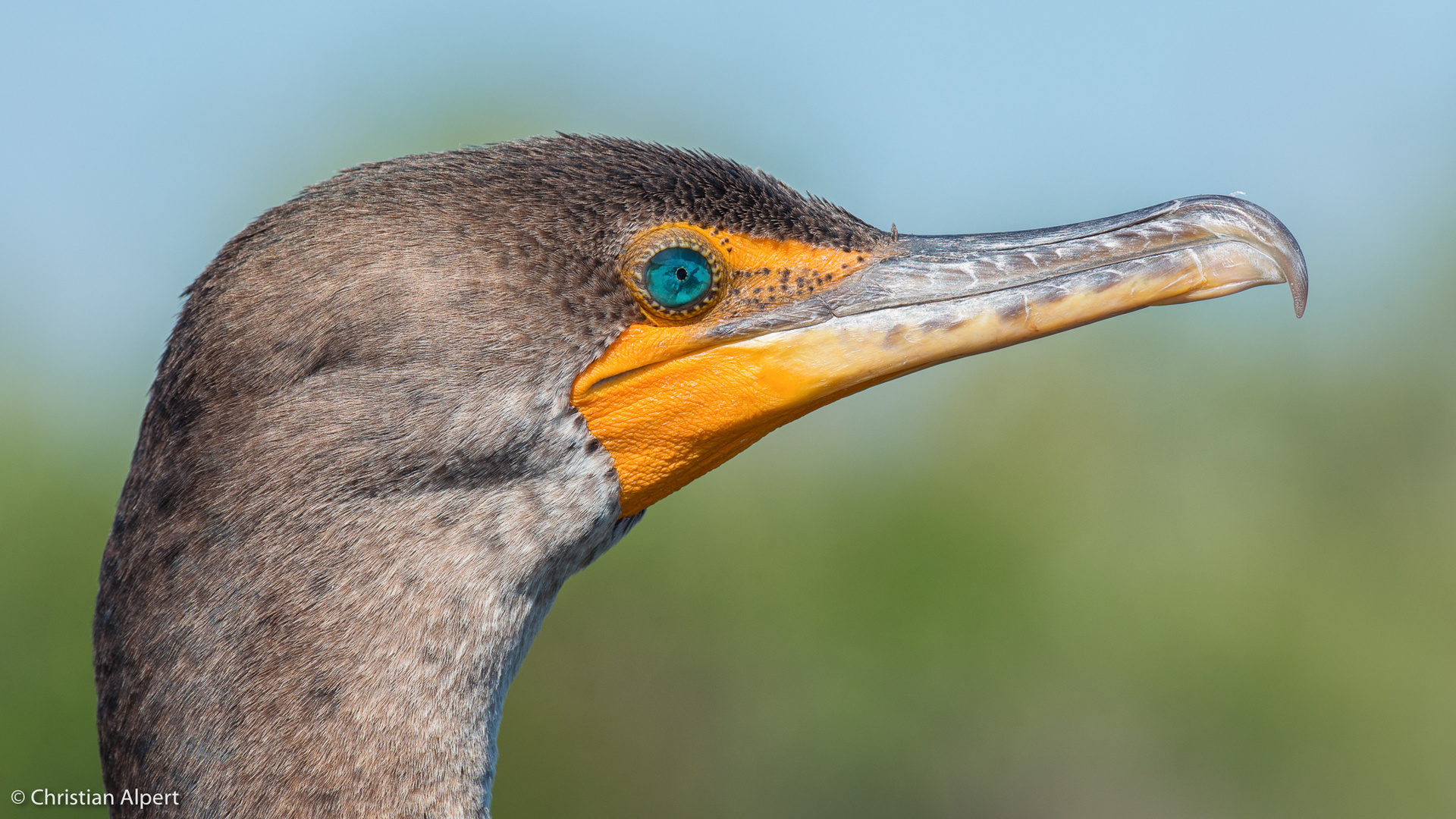 ~ Kormoran Portrait ~