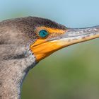 ~ Kormoran Portrait ~