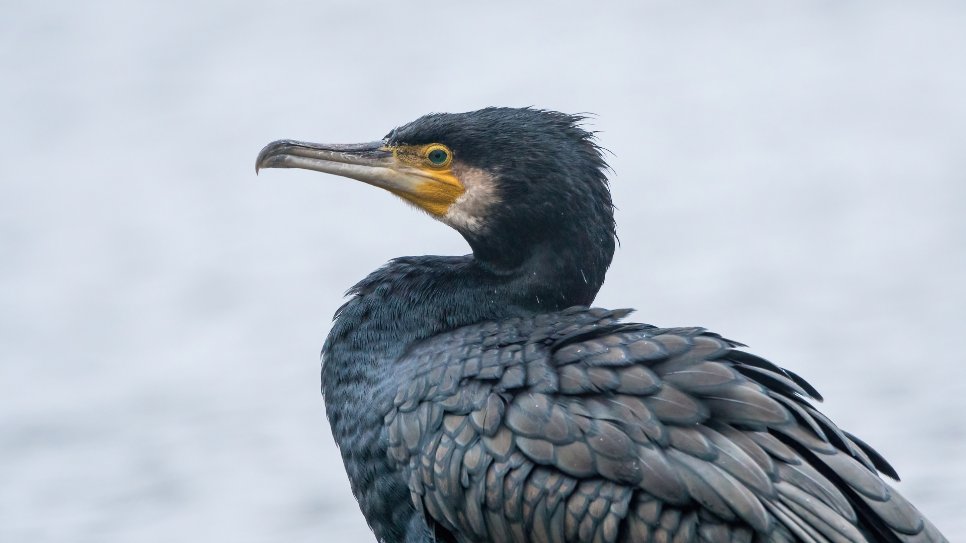 Kormoran Portrait