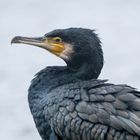 Kormoran Portrait