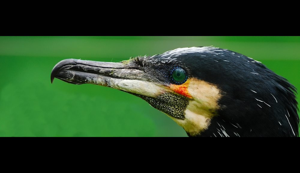 Kormoran [ Portrait ]