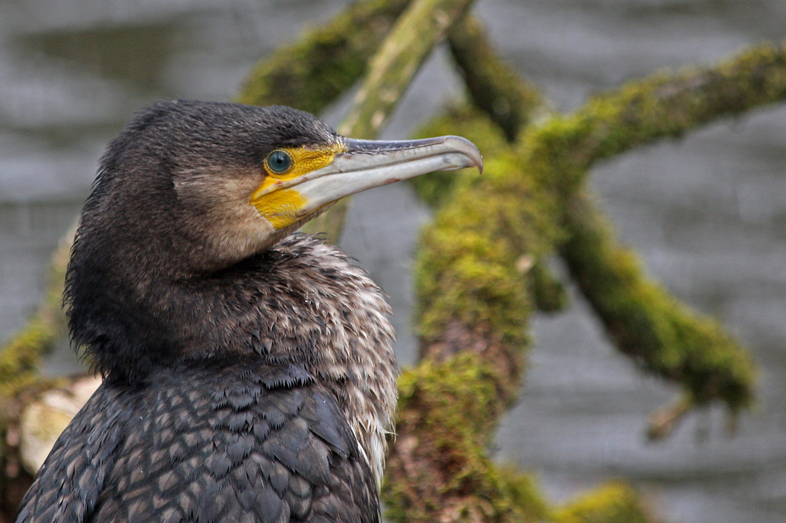 Kormoran - Portrait