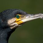 Kormoran Portrait