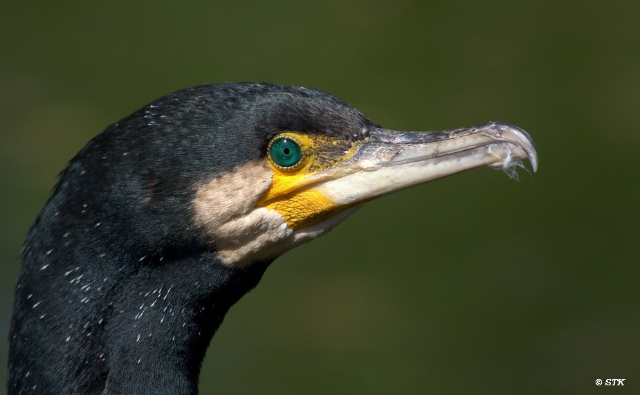 Kormoran Portrait