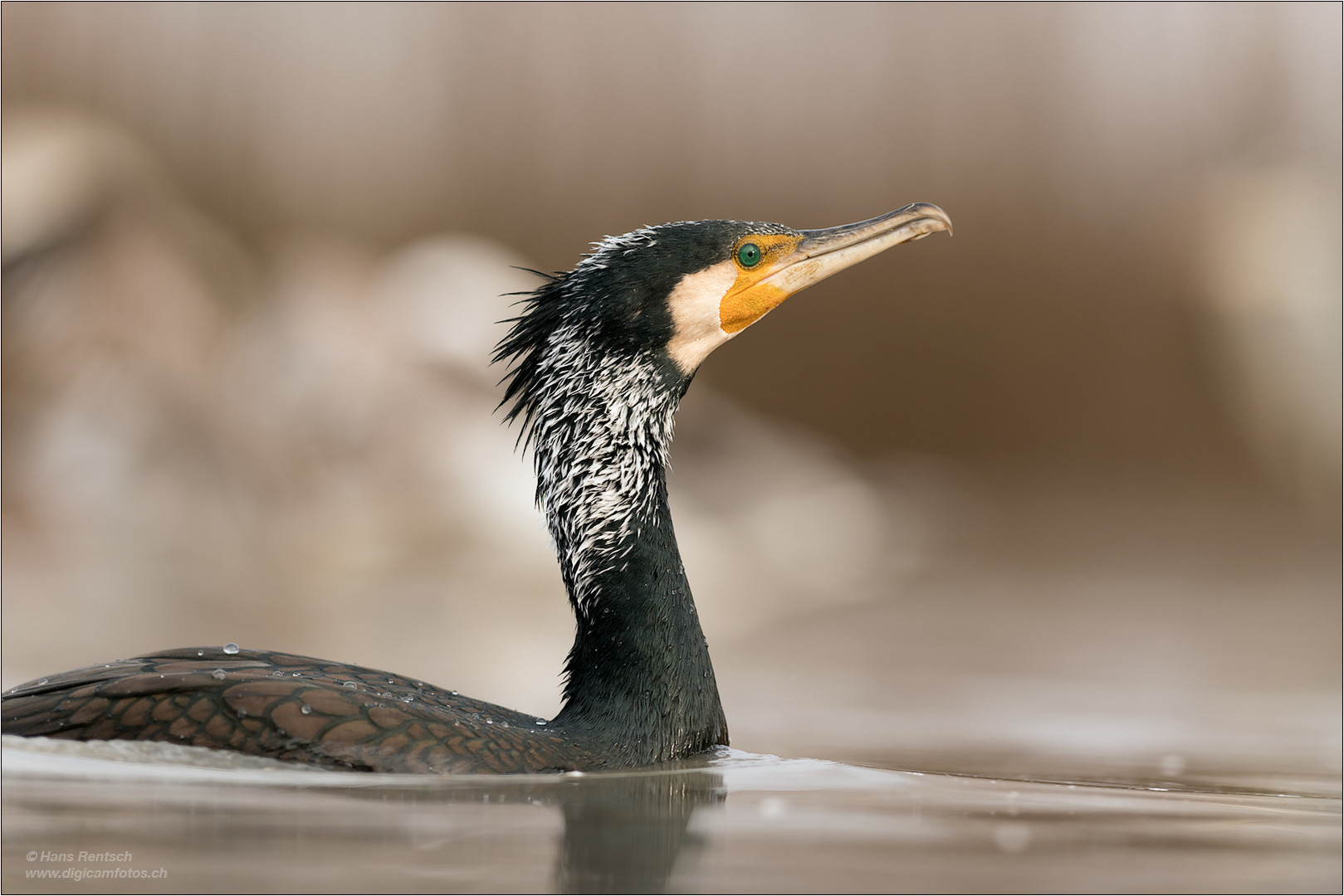 Kormoran Portrait