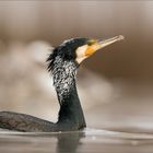 Kormoran Portrait