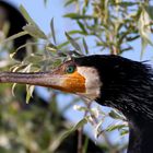 Kormoran Portrait