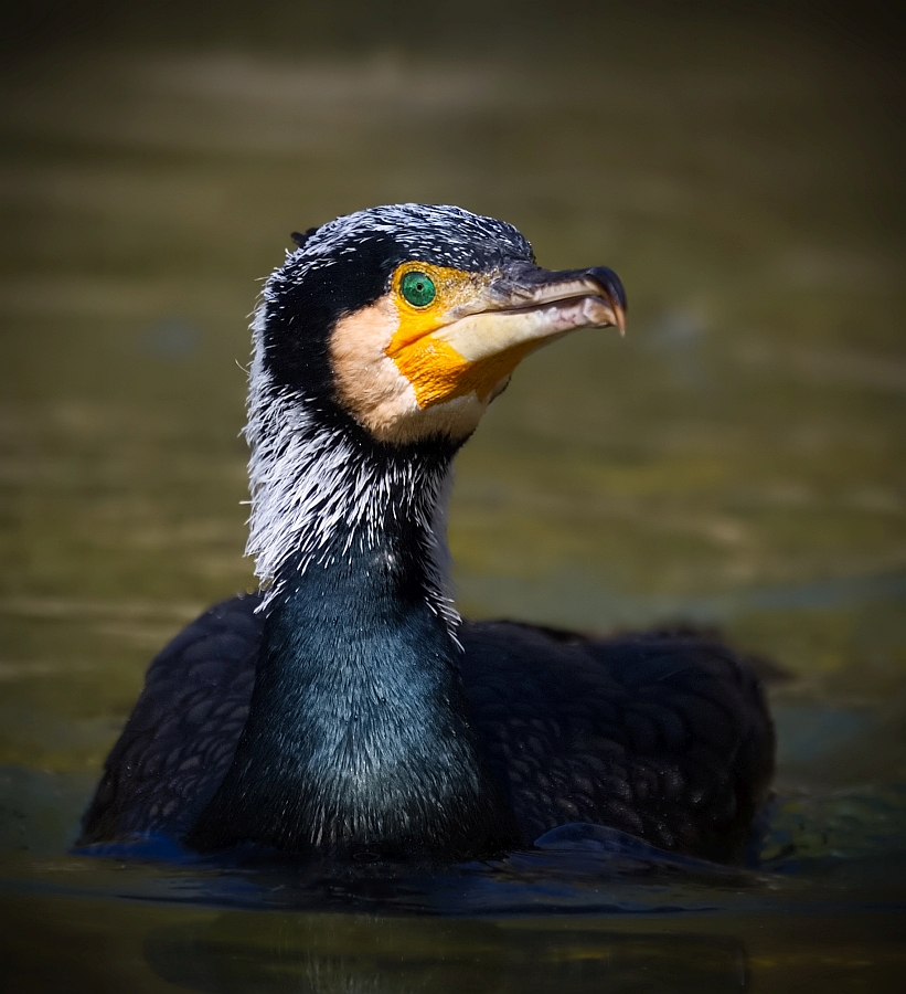 Kormoran Portrait