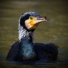 Kormoran Portrait