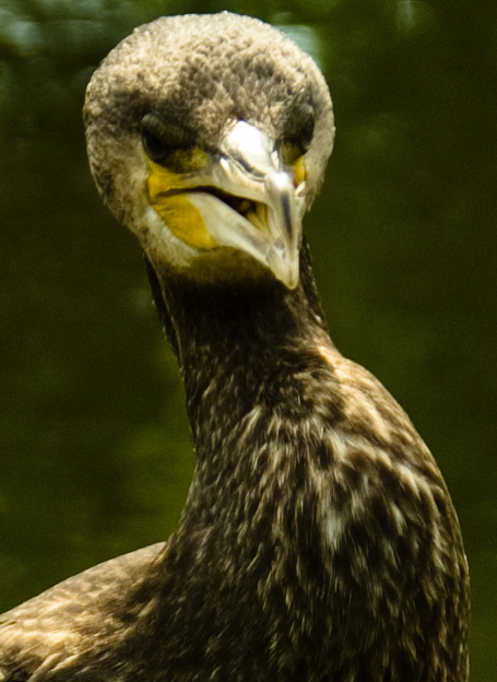 Kormoran-Portrait