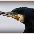 Kormoran-Portrait