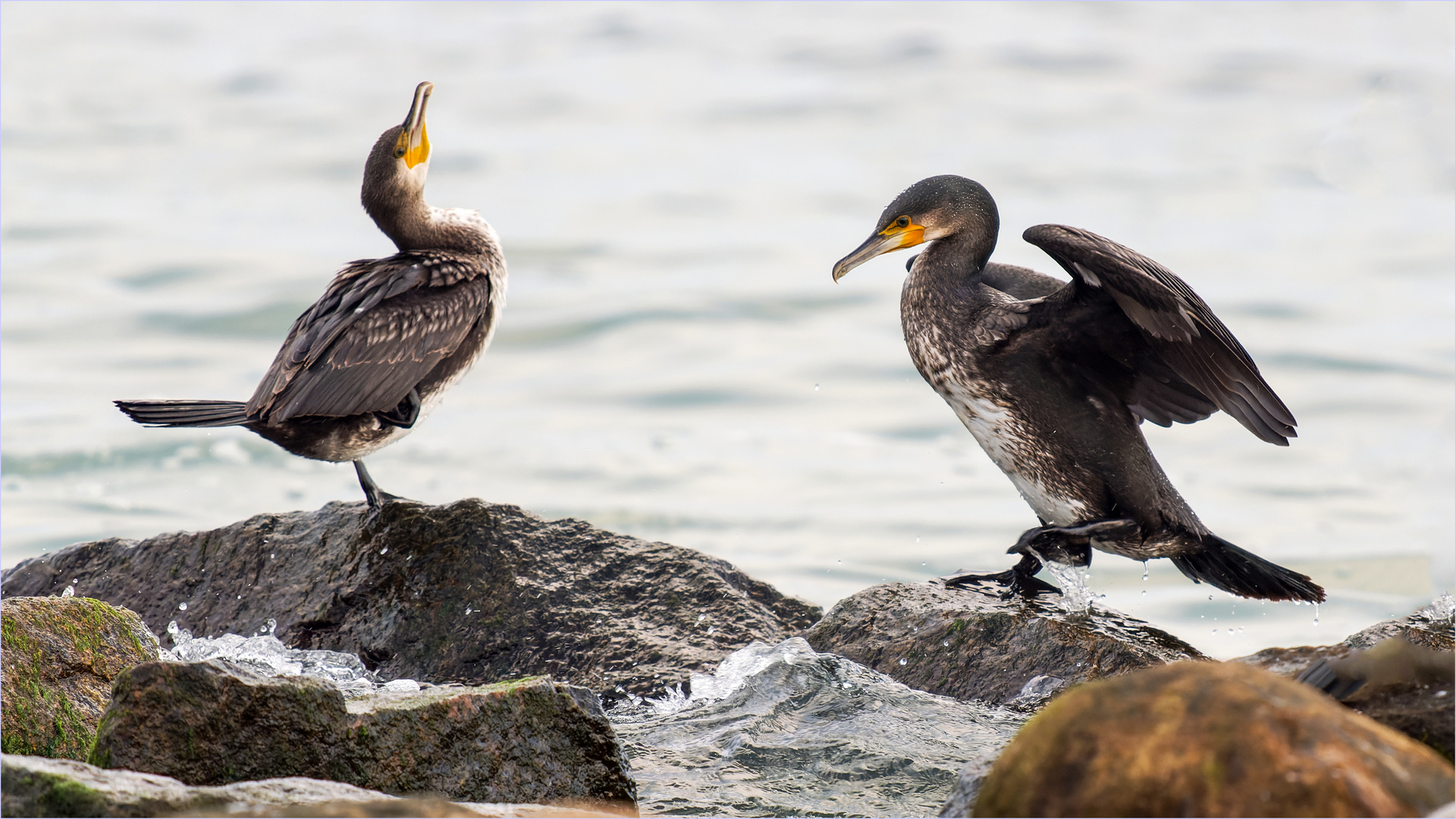 Kormoran - Posen  .....