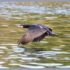 Kormoran Reuss 2021-04-16 061 ©