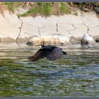 Kormoran Reussinsel 2021-04-26 238 ©