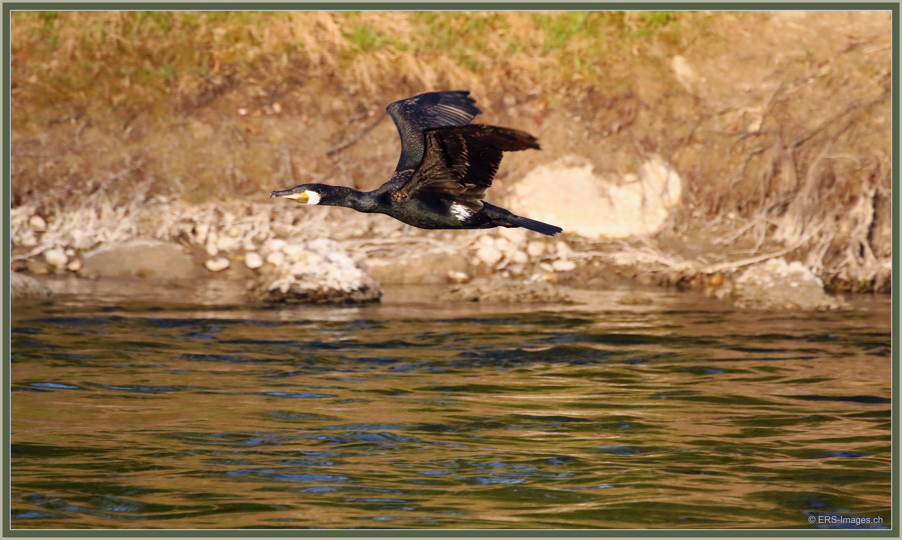 Kormoran Reussinsel 2021-04-26 267 ©