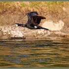 Kormoran Reussinsel 2021-04-26 267 ©