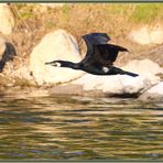 Kormoran Reussinsel 2021-04-26 269 ©